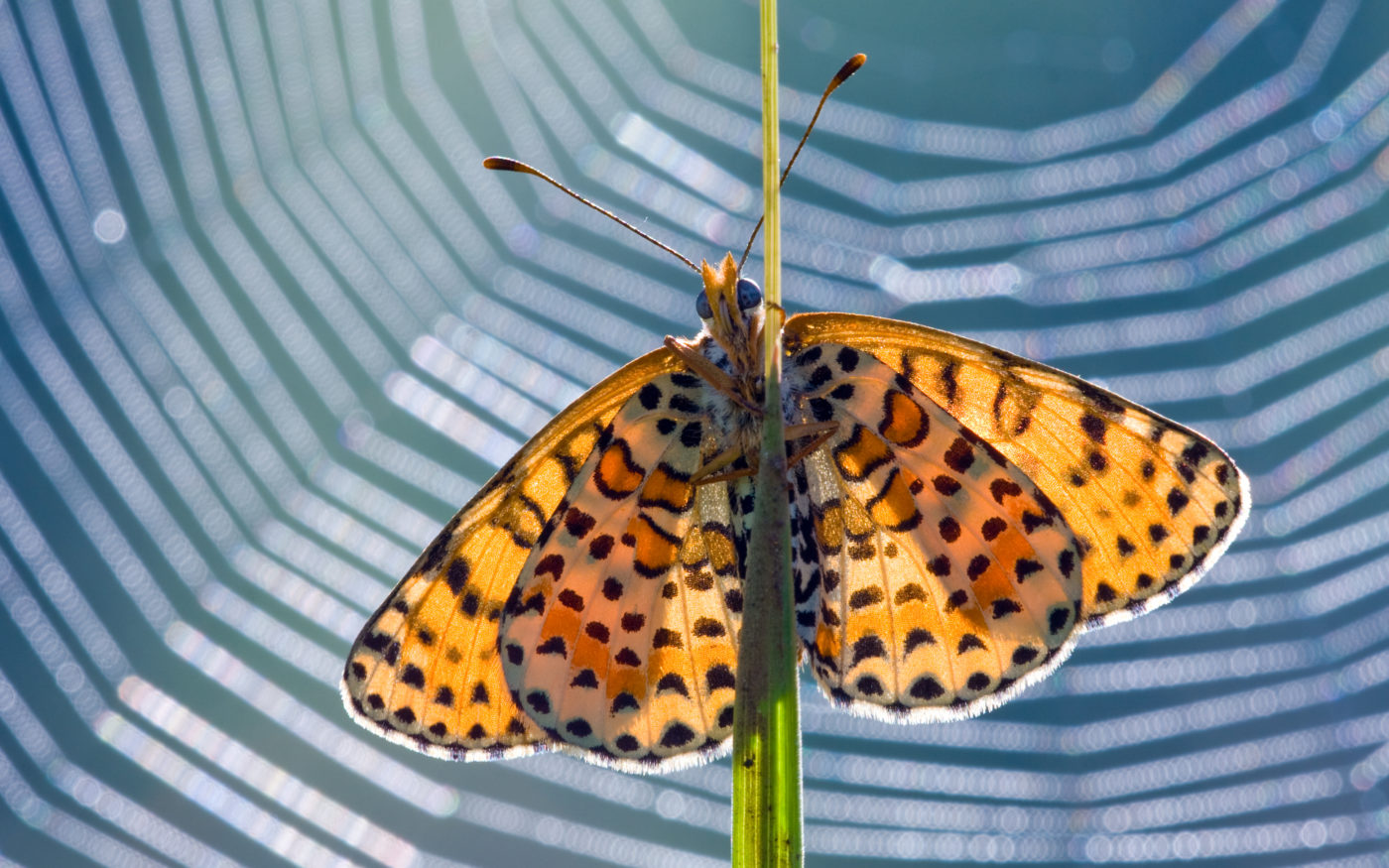 Backlit Fritillary butterfly, Melitaea sp., with a spider's web in the background